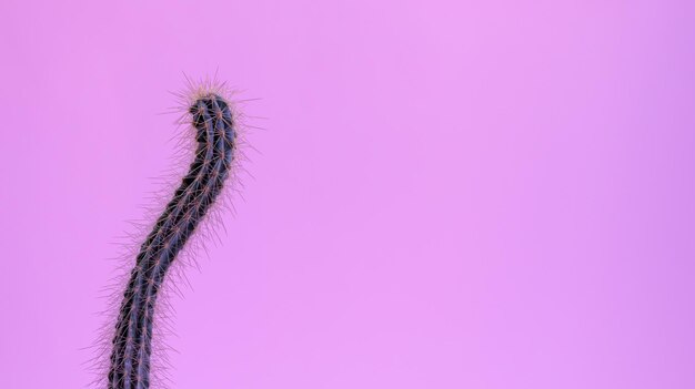 Cactus bâton sinueux sur fond rose