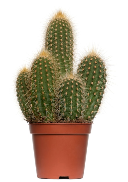 Cactus sur blanc isolé