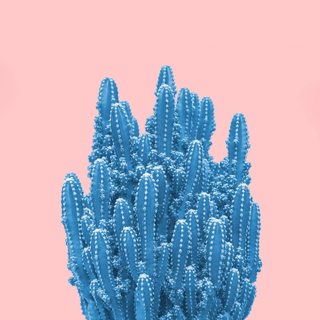 Cactus bleu sur rose