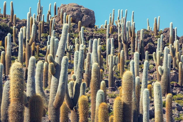 Cactus en Bolivie