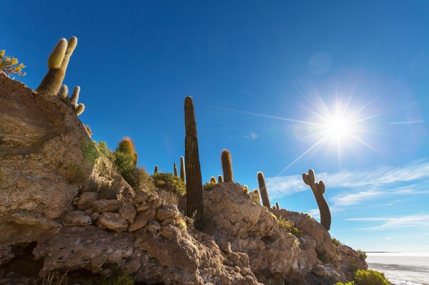 Photo le cactus en bolivie