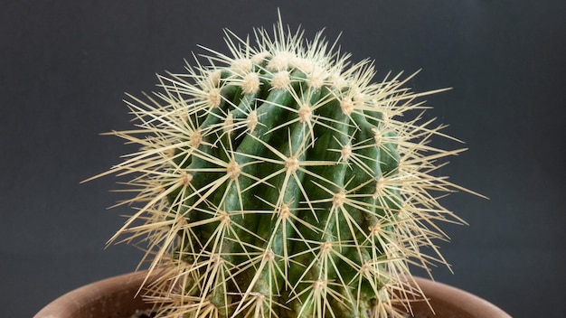 Cactus boule avec de grandes pointes en pot