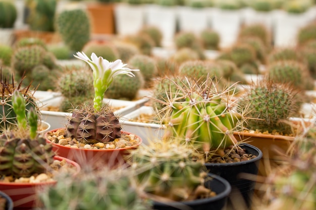 cactus avec des cactus de fleurs dans un pot.