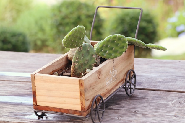 Photo cactus sur chariot en bois