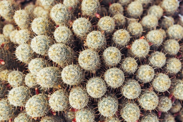 Cactus closeup