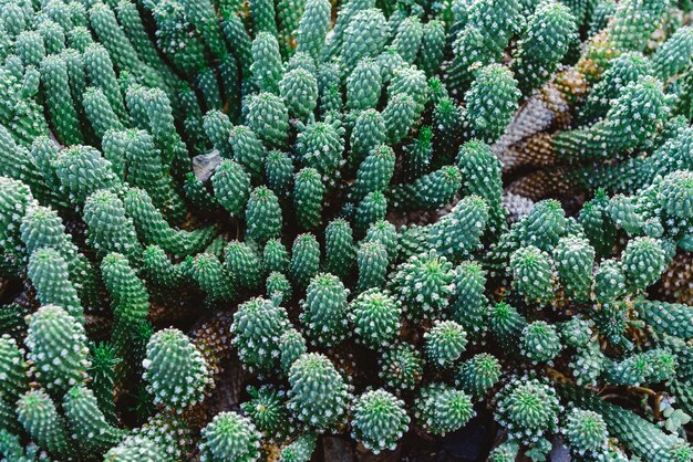 Cactus closeup