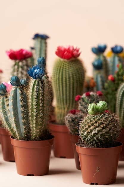 Cactus coloré avec des fleurs dans un pot marron. Surface de collection de cactus en fleurs, gros plan