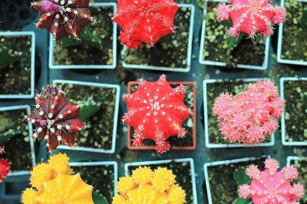 Cactus coloré en serre en croissance. Vue de dessus.