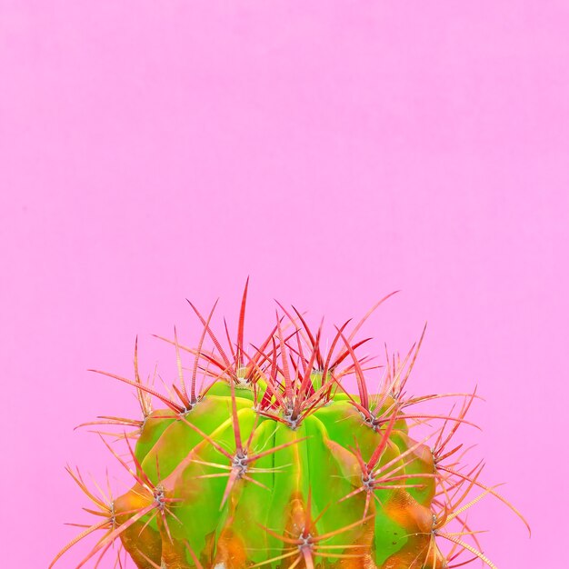 Cactus. Conception d'amant de cactus. Plantes sur idée rose