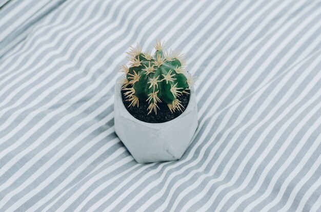 Cactus sur une couverture sur le lit à la maison