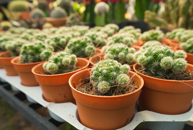 Cactus Cultiver en Pot