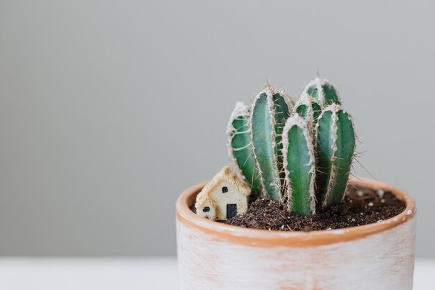 Cactus dans un beau pot d'argile sur une plante en pot de table blanche pour la décoration de la maison