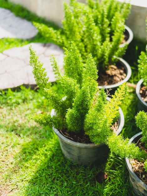 Photo cactus dans le café du jardin.