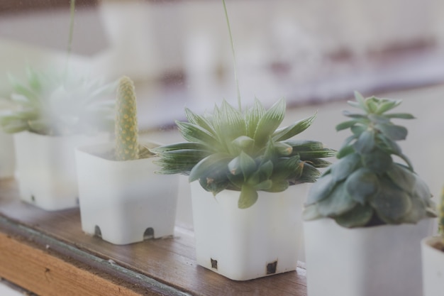 Cactus dans un café