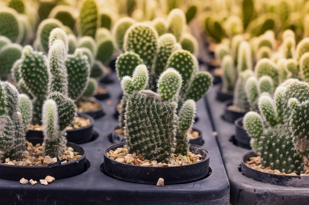 Cactus dans la chambre du matin