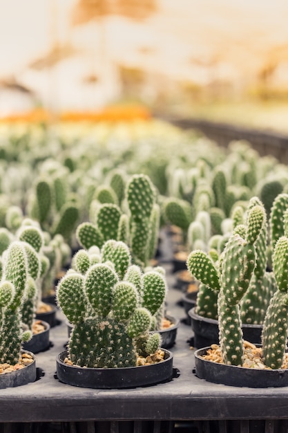 Cactus dans la chambre du matin