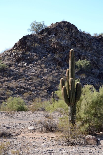 Cactus dans le désert contre un ciel dégagé