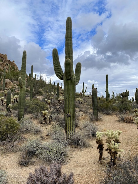 Cactus dans le désert sec de montagne de l'Arizona États-Unis