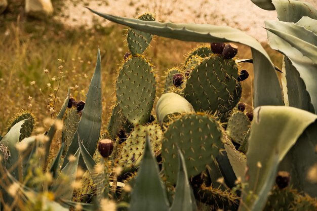 Cactus dans le jardin botanique de Santa Cruz à Tenerife