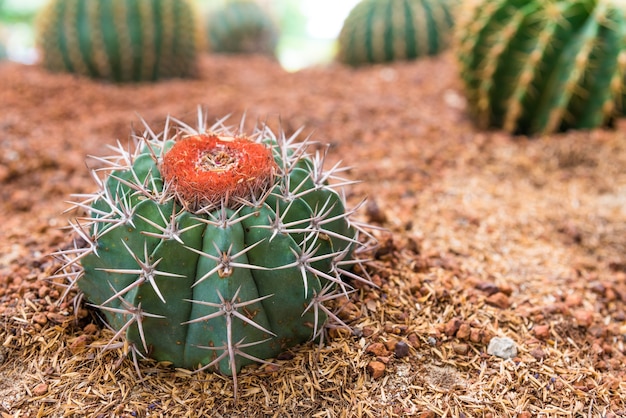 Cactus dans le jardin du désert avec un bon espace de copie