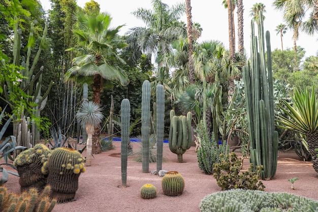 Cactus dans le Jardin Majorelle à Marrakech Maroc