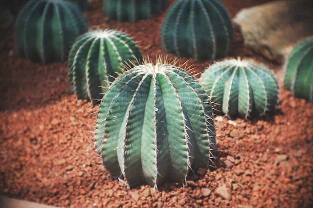 Cactus dans le jardin a une pierre brune autour