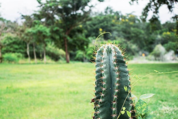 Cactus dans le parc.