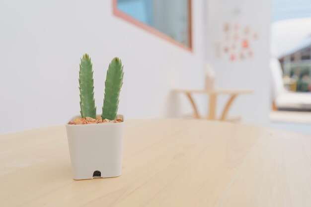 Cactus dans de petits pots blancs, posés sur une table en bois pour la décoration dans un café minimaliste. Espace de copie.