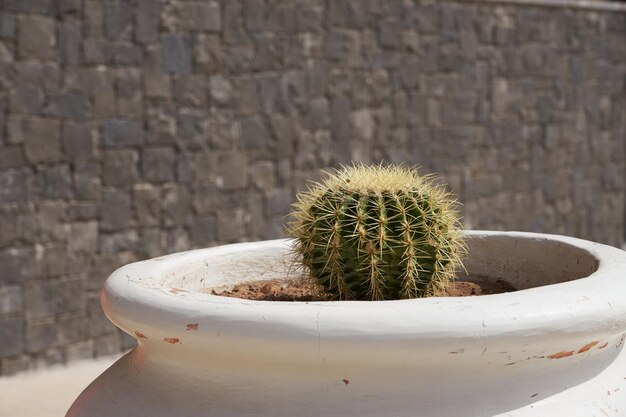 Cactus dans un pot blanc avec un arrière-plan flou