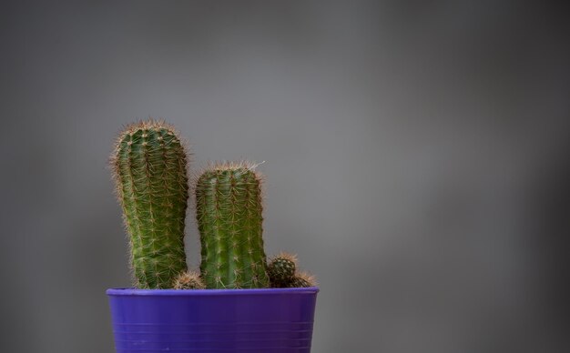 Cactus dans un pot avec un fond gris