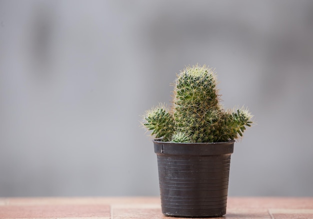 Cactus dans un pot avec un fond gris