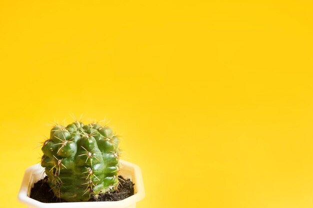 Cactus dans un pot sur fond jaune. Une plante d'intérieur, une maison verte. Copiez l'espace. Entretien des plantes d'intérieur