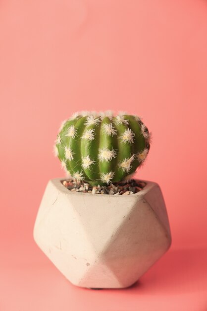 cactus dans un pot sur fond rose