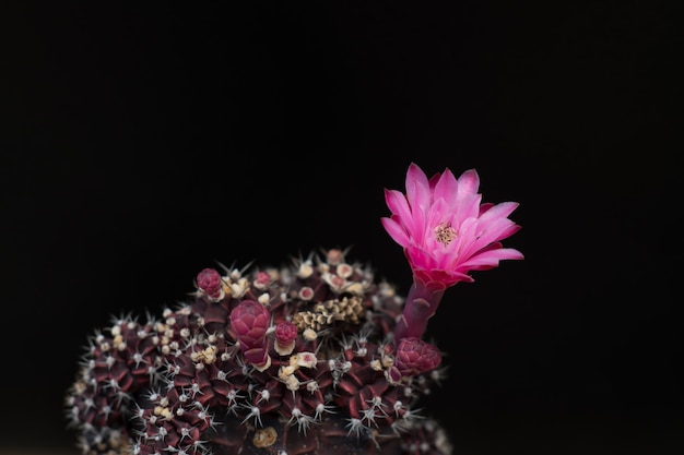 Photo cactus dans un pot sur fond de tableau noir, plante succulente