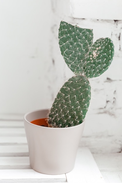 Cactus dans un pot en forme de queue de poisson