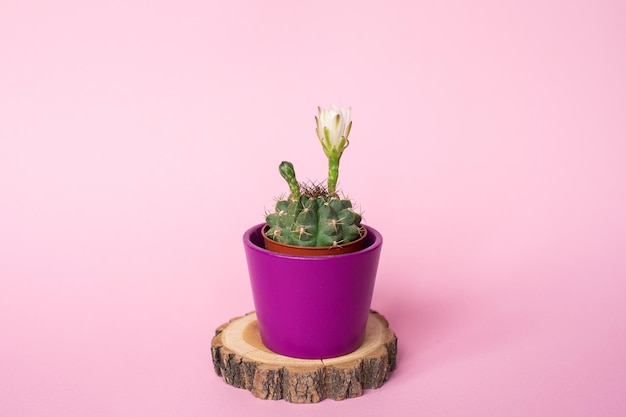 Cactus dans un pot sur un support en bois