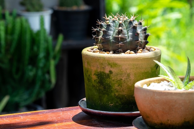 Cactus dans des pots en argile sur une table en marbre et fond de nature verte floue