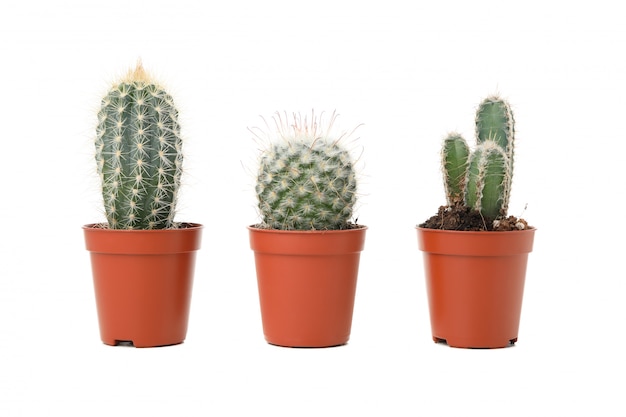 Cactus dans des pots isolés sur une surface blanche