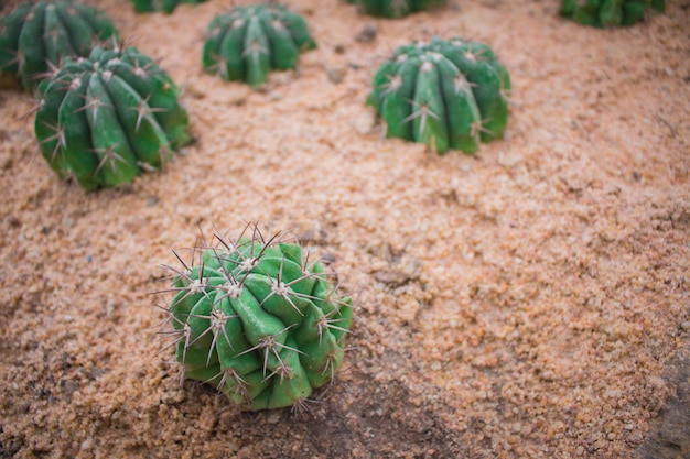 Cactus dans le sable