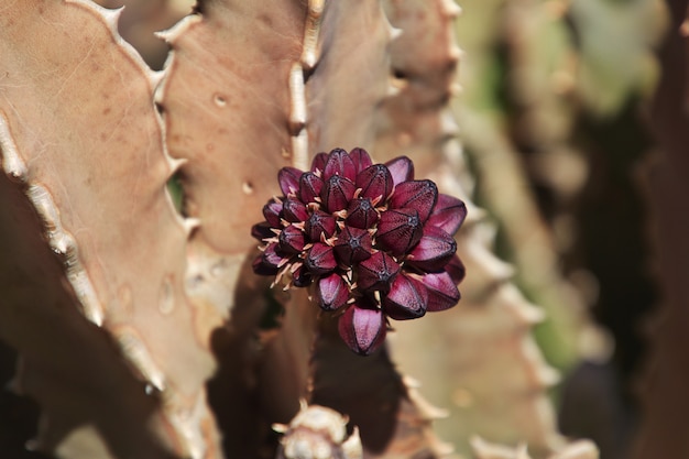 Cactus dans la savane d'Afrique