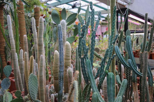 Cactus dans une serre de différents types