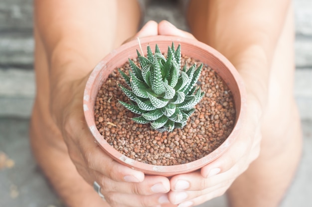 Cactus dans l&#39;usine de pot sur les mains