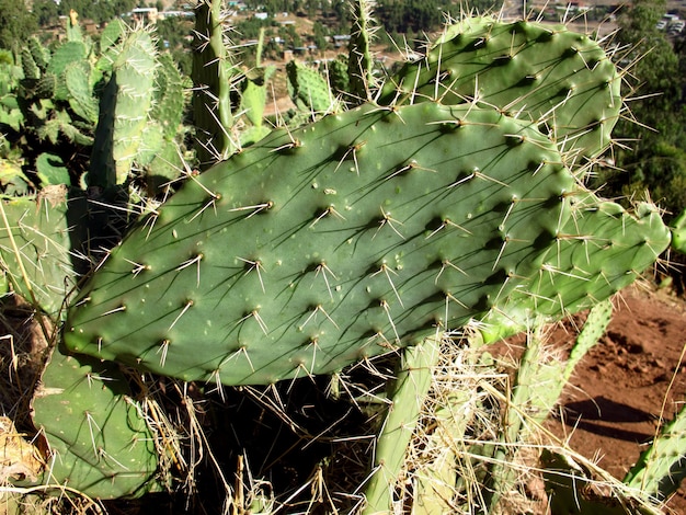 Le cactus dans la ville de Lalibela, Ethiopie