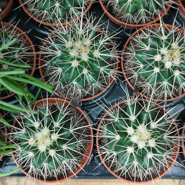 Cactus sur le dessus avec des pointes