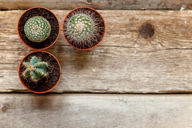 Cactus différent sur la décoration de la maison de fond en bois sur la maison de floriculture de style scandinave...