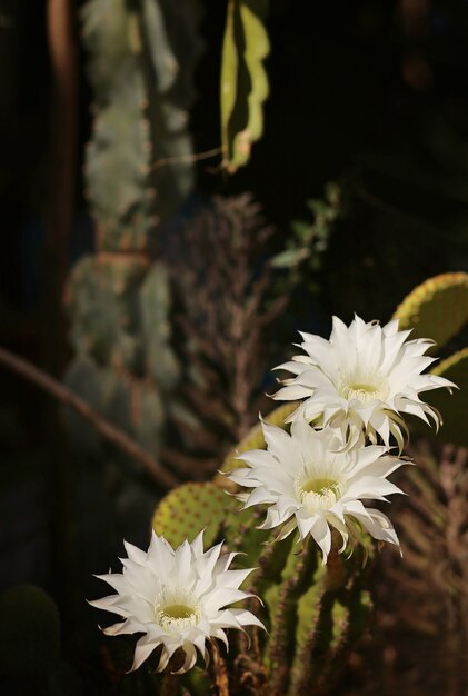 Cactus echinopsis tubiflora, mise au point sélective, vue en gros