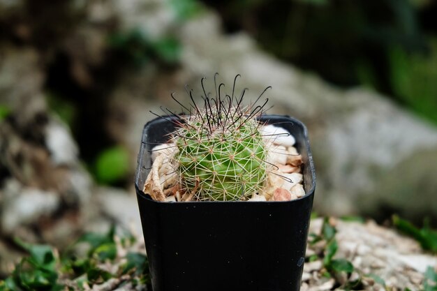 Cactus avec une épine courbée sur le pot