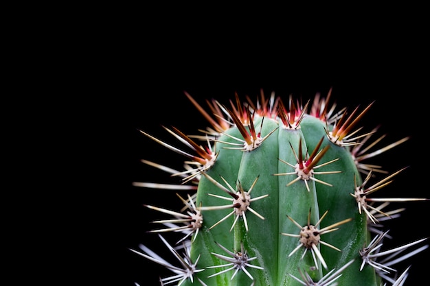 Cactus avec des épines acérées, espace de copie.