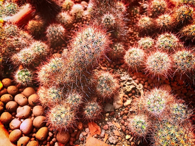 Cactus épineux brun rouge dans le pot d&#39;argile