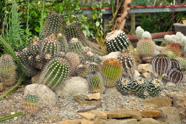Cactus épineux dans la serre Variété de plantes succulentes fond du désert